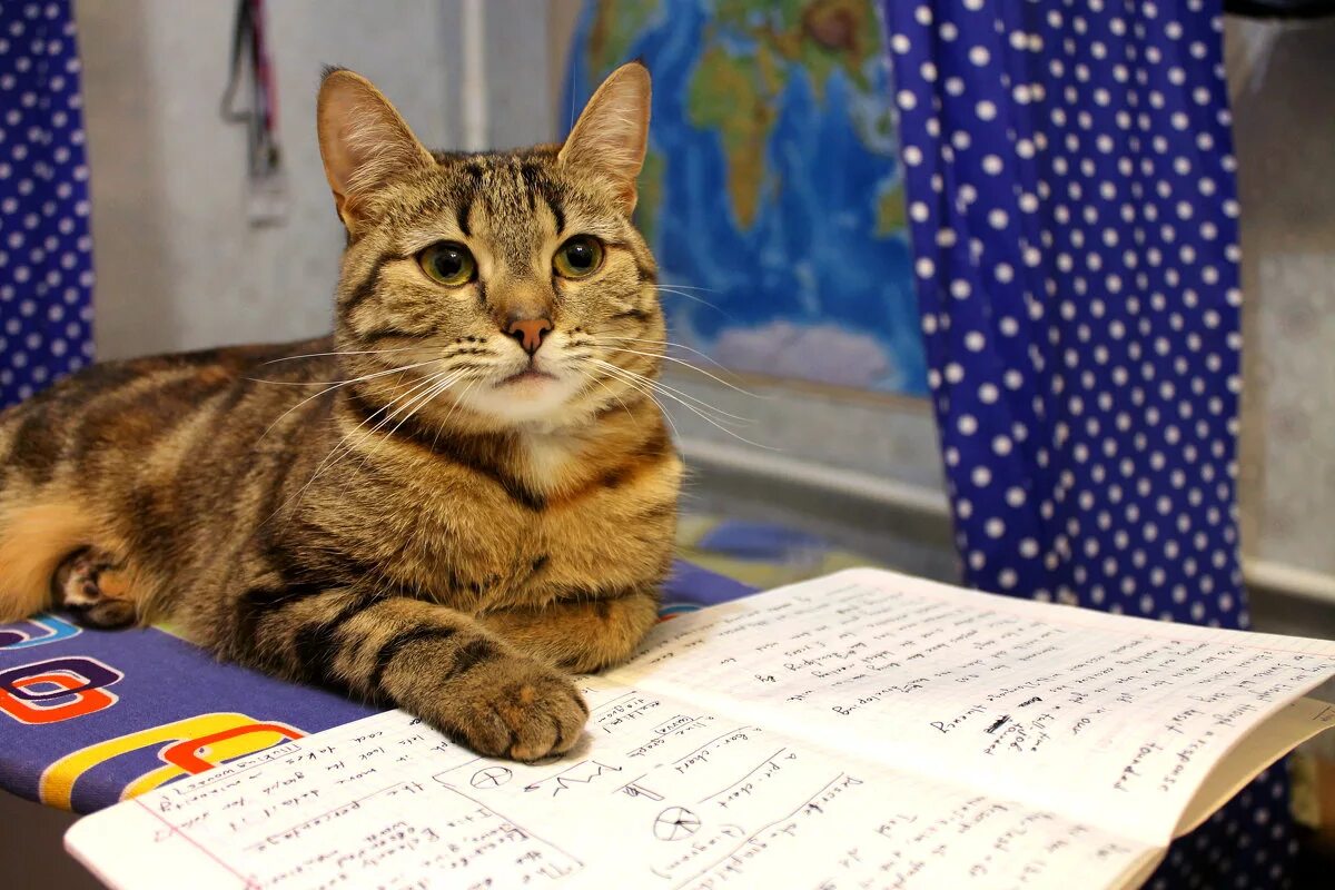 Котик учит