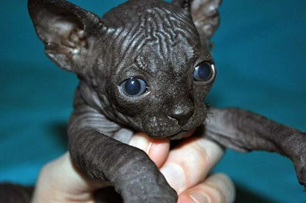 Лысые кошки мальчики. Канадский сфинкс черный. Донской сфинкс кошка самка. Канадский сфинкс клички. Канадский сфинкс мальчик.