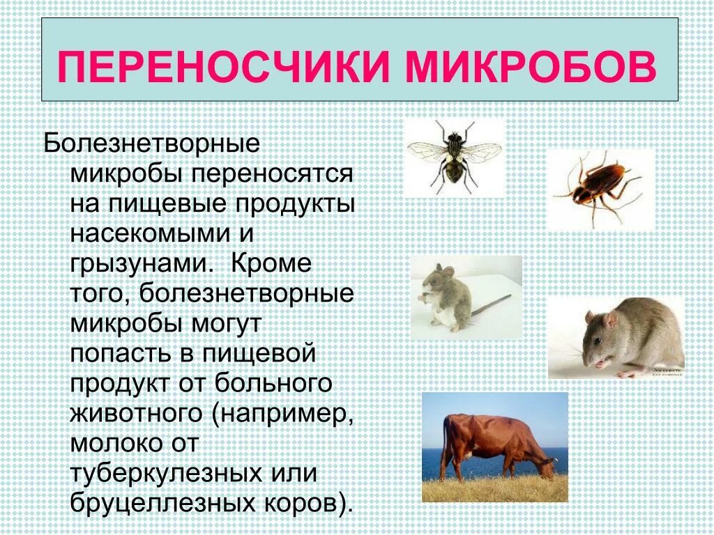 Переносчиком инфекции могут быть