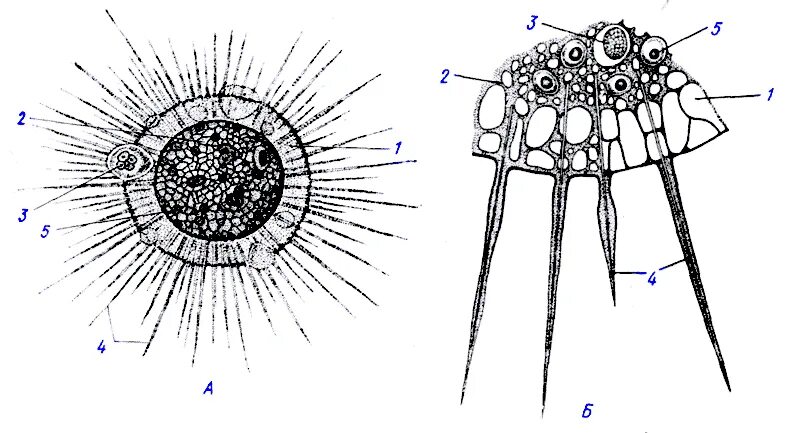Радиолярии строение и солнечник. Лучевики радиолярии. Солнечники строение. Heliozoa строение. Класс солнечники.