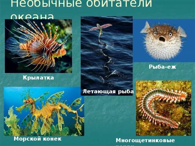 Обитатели океана презентация. Многощетинковые черви. Обитатели морей и океанов презентация. Удивительные животные морей и океанов презентации. Сообщение об обитателях морей и океанов.