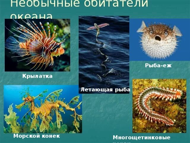 Значение в природе многощетинковых. Значение в природе многощетинковых