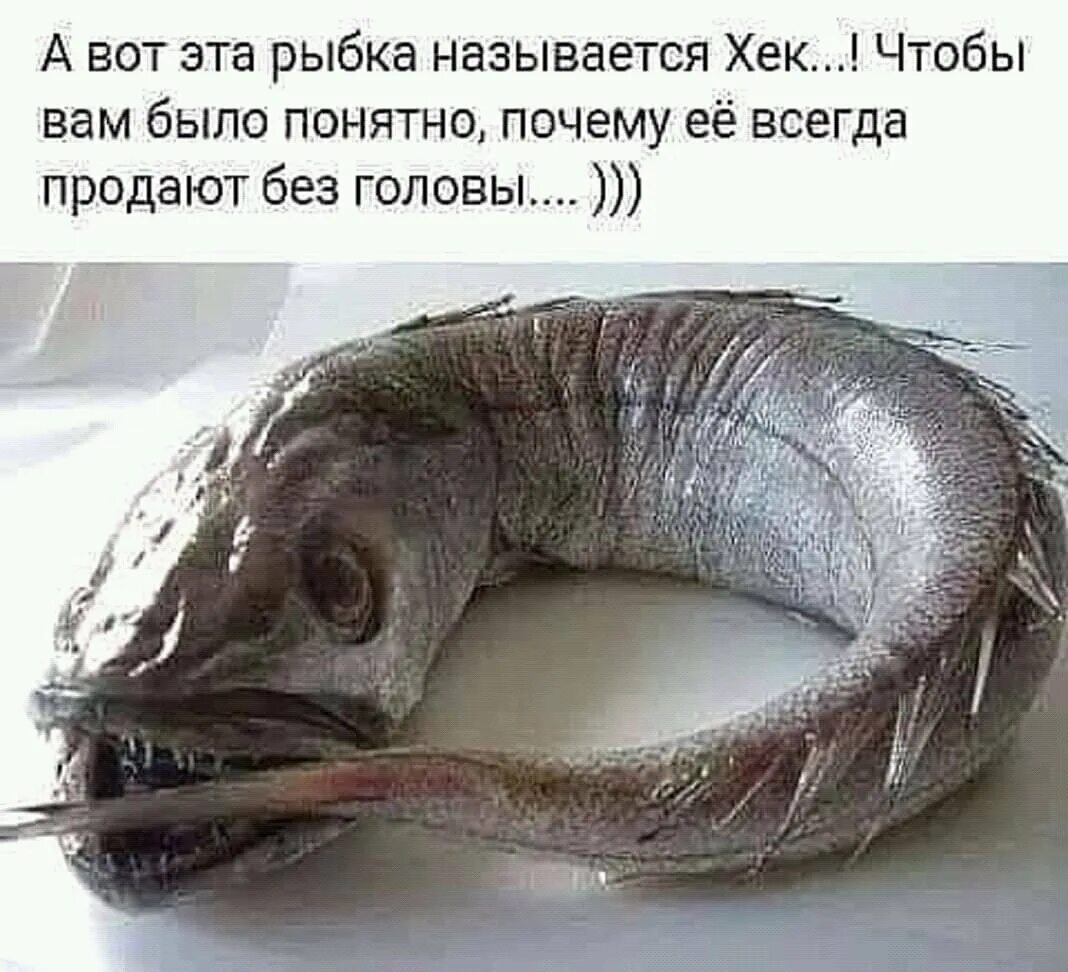 Как она называется эта рыба. Рыба без головы страшная.
