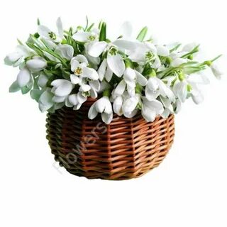 Открытки с подснежниками