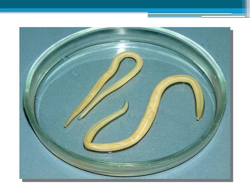 Аскарида какое животное. Аскарида человеческая эврибионт?. Аскарида какое животное. Аскариды это кольчатые черви. Паразиты черви аскариды.