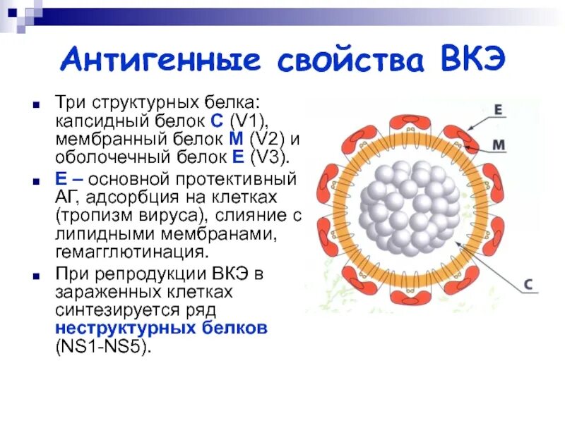 Клещевой энцефалит антигенная структура. Краснуха микробиология антигенная структура. Вирус клещевого энцефалита строение вируса. Антигенная структура вируса клещевого энцефалита.