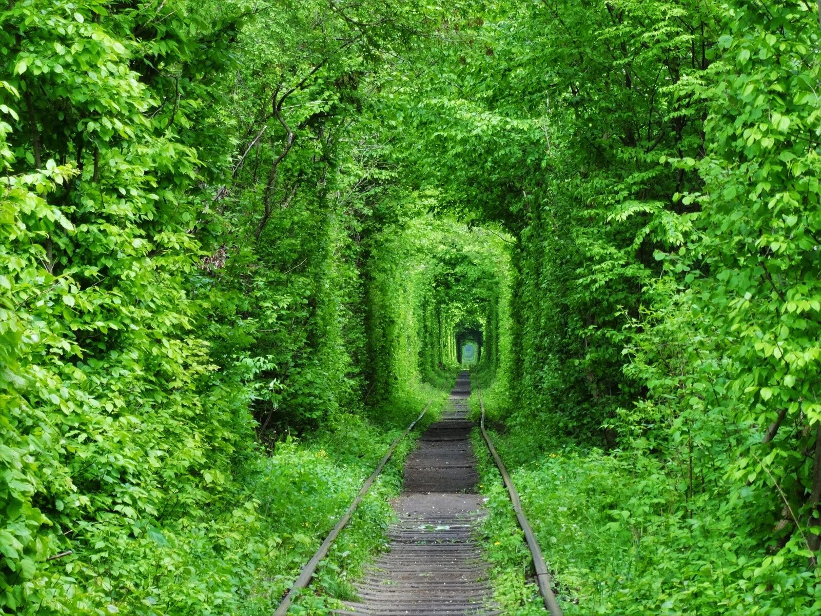 Тоннель любви, клевань, украина. Тоннель любви клевань 2021 год. Тоннель любви (г. Тоннель любви (г. Туннель любви.