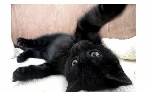 Большой черный кот во сне