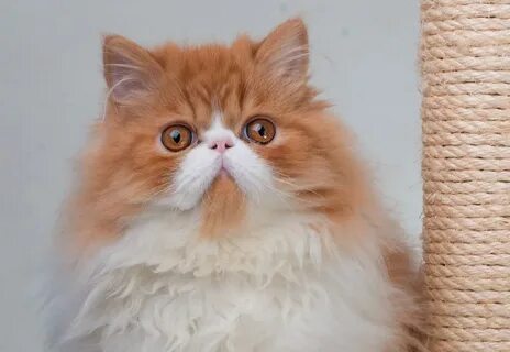 Persian