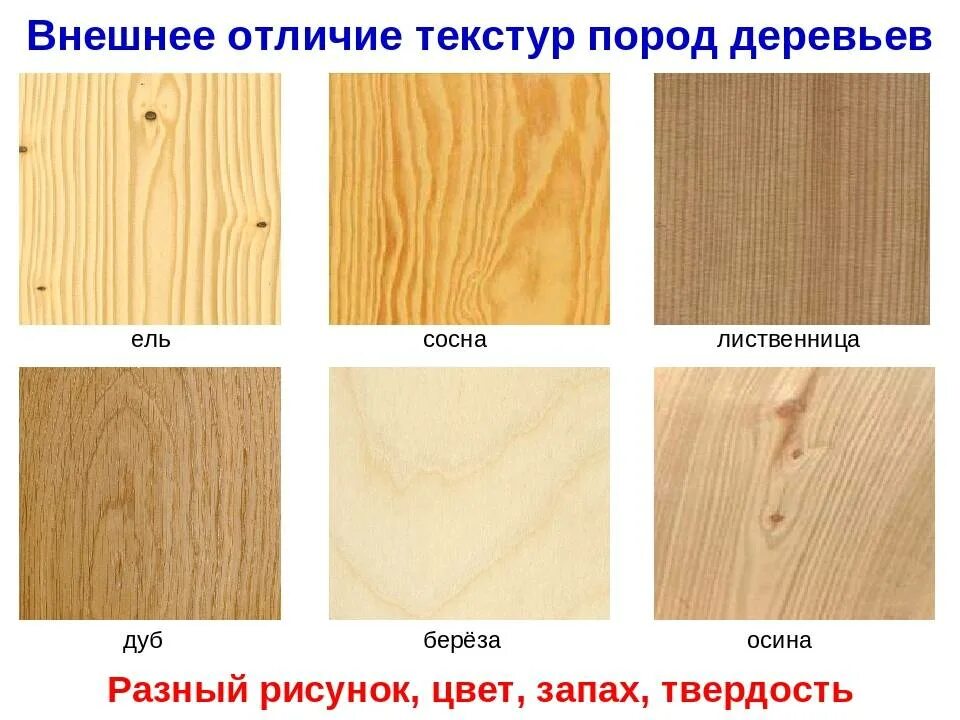 Породы деревьев