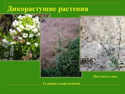 Почему пастушью сумку относят к семейству крестоцветных
