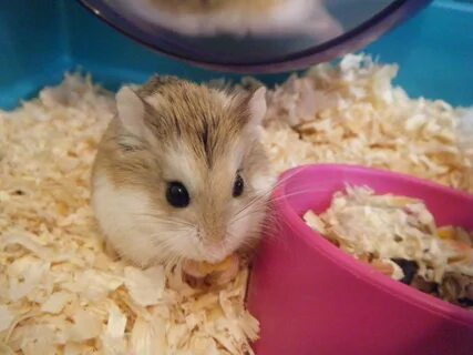 Pet hamster