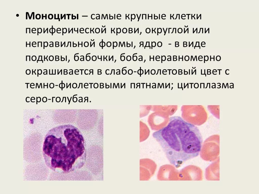 Много моноцитов это. Много моноцитов это