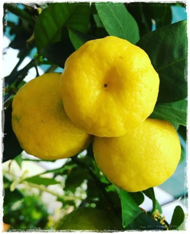 Citrus limetta