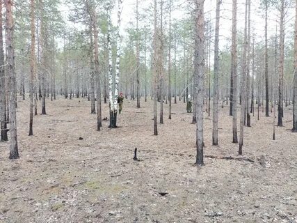 Печорское лесничество