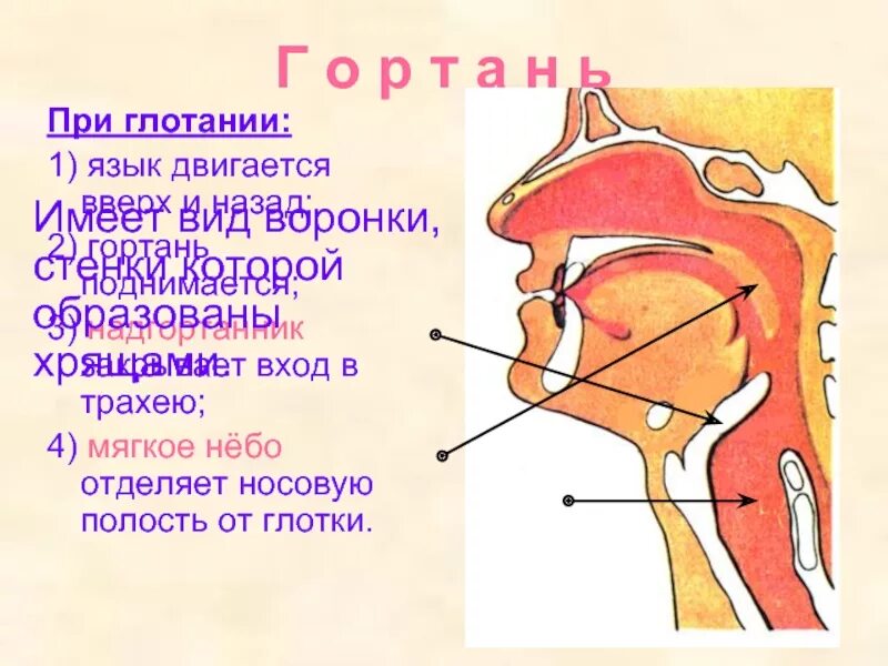 При глотании ощущение инородного. Надгортанник при глотании. Чувство инородного тела в гортани. Болит носоглотка при глотании.