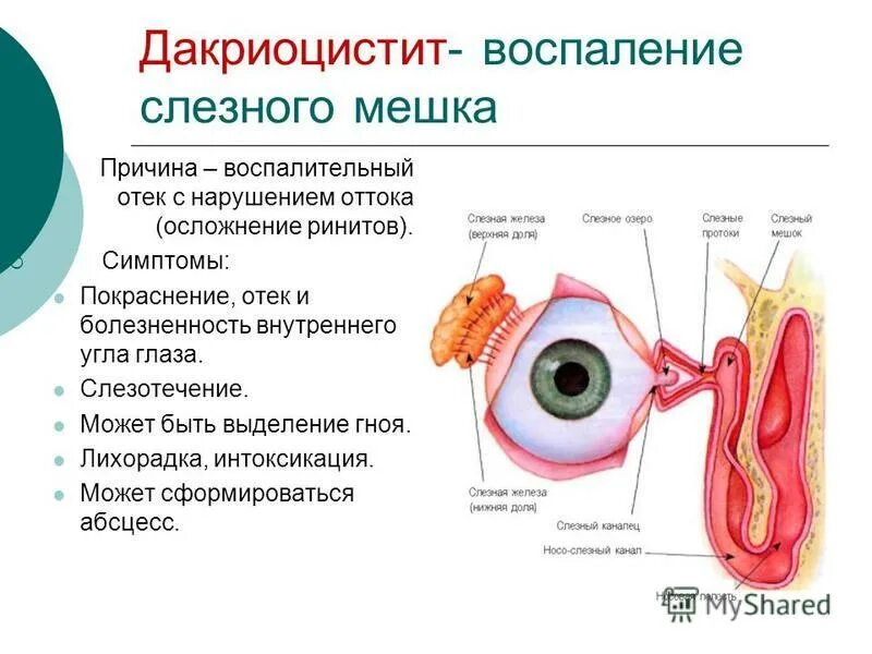 Какие функции выполняют слезные железы