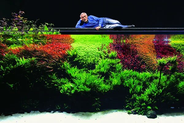 Resultado do concurso IAPLC 2015 Aquarium landscape, Freshwater aquarium plants,
