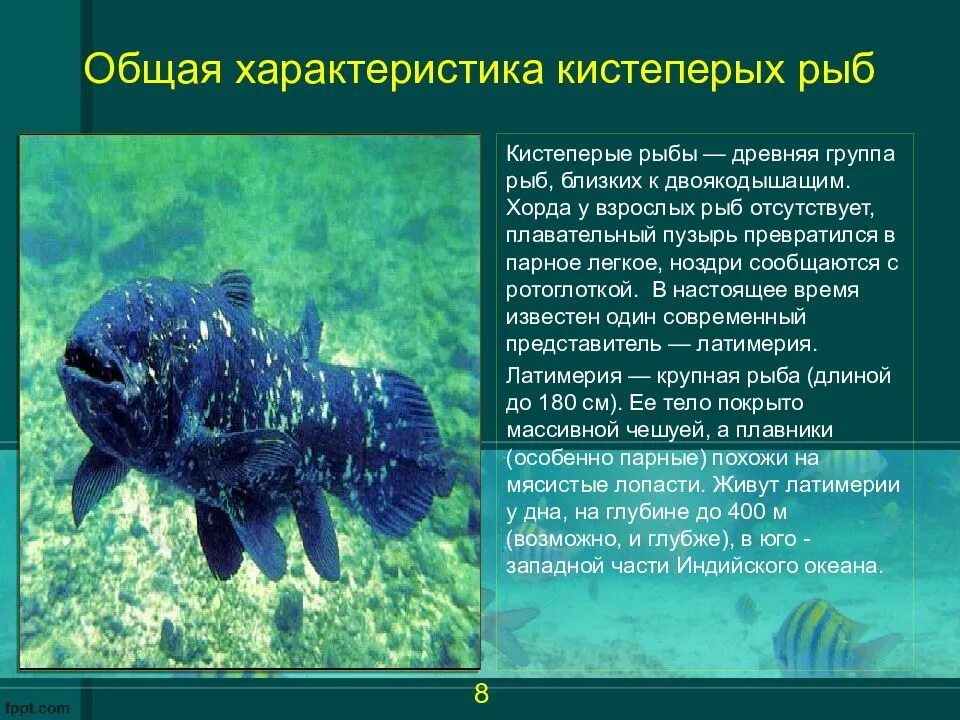 Особенности группы рыб. Отряд кистепёрые. Отряд кистеперые рыбы представители. Кистеперая рыба Латимерия. Характеристика кистепёрых рыб.