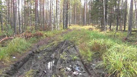 Грязь в лесу