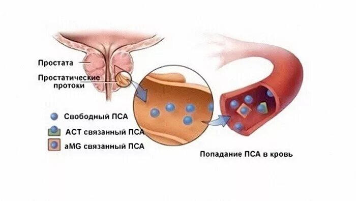 Анализ пса 9 Shtampik.com