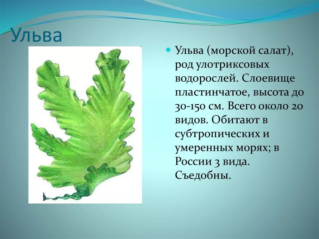 Слоевище зеленых водорослей. Зеленые водоросли Ульва. Ульва слоевище. Ульва лактука. Ульва и ламинария.