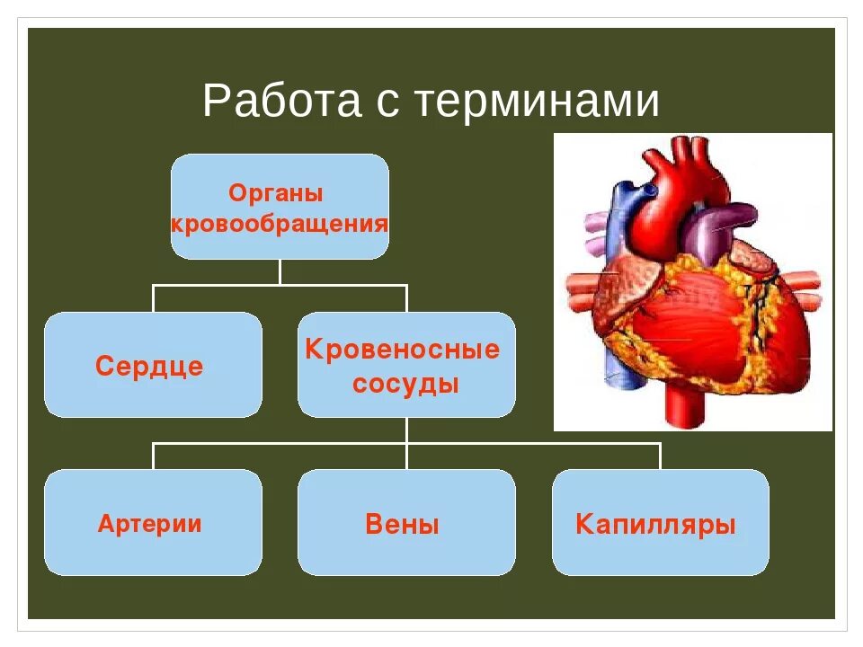 Строение сердца 8 класс биология. Органы кровообращения 3 класс. Строение сердца по биологии 8 класс. Органы кровообращения 8 класс биология.