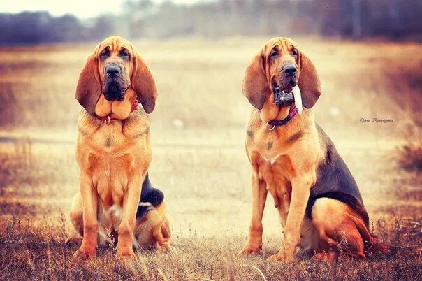Кубинский бладхаунд. Собака следопыт. Собака на белом фоне нюхает. Собака следопыт. Собаки следопыты породы.