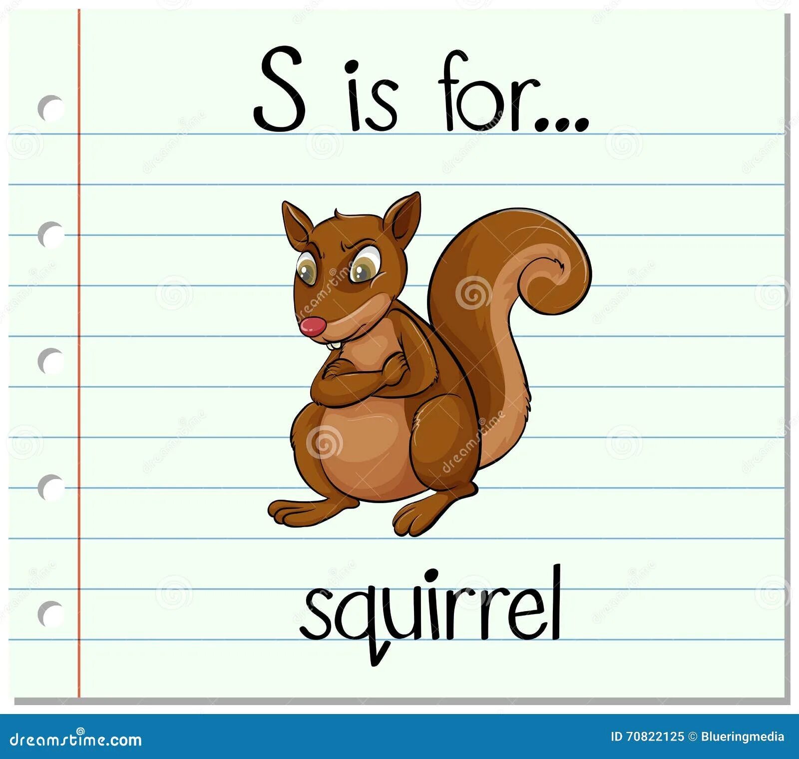 Белка цифра 4. Белки по английский. Белка карточка на английском. Squirrel белка по английский. Белка буква s рисунок.