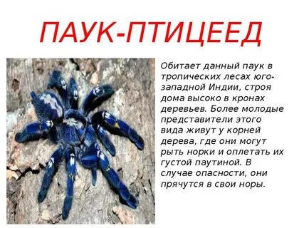 Тарантул описание