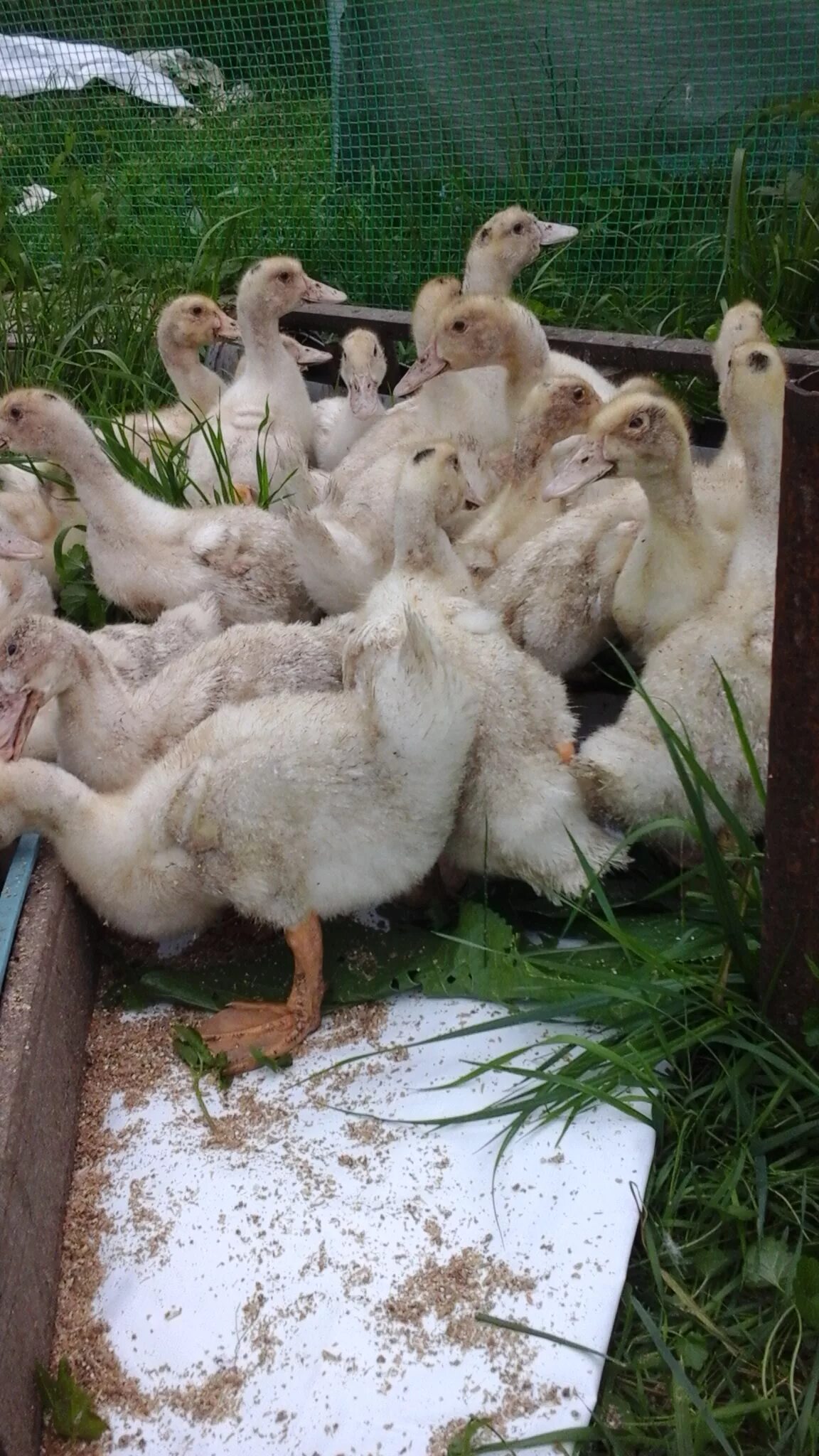 утка гусь порода мулард. утка гусь порода мулард. утка мулард. утка мулард. утка гусь порода мулард.