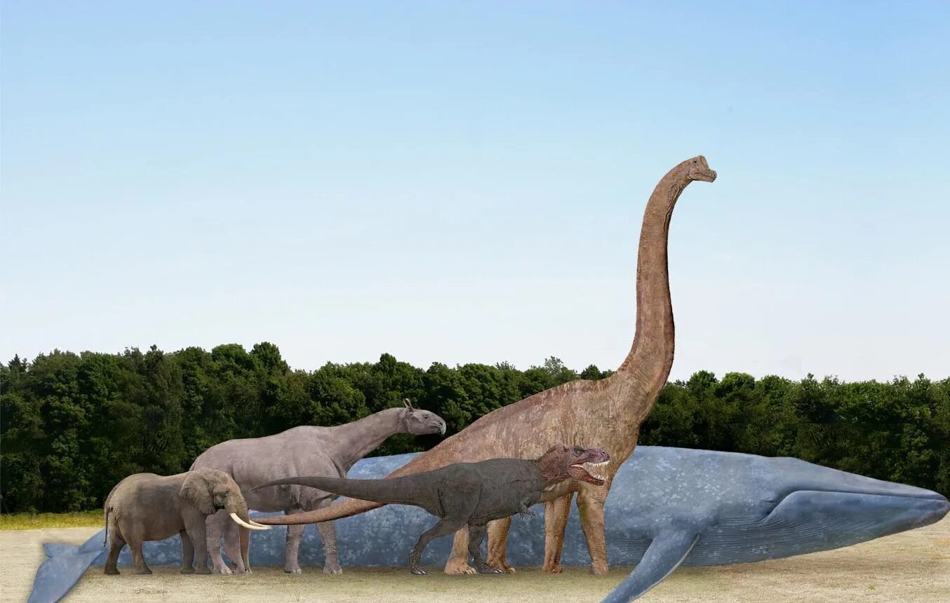 Гигантская акула мегалодон. Самые большие киты в мире. The largest animal in the world. The largest animal in the world. Медведь гризли рост.