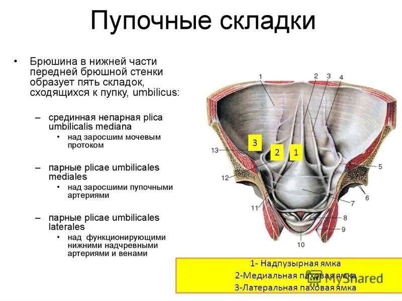 Паховая складка у мужчин