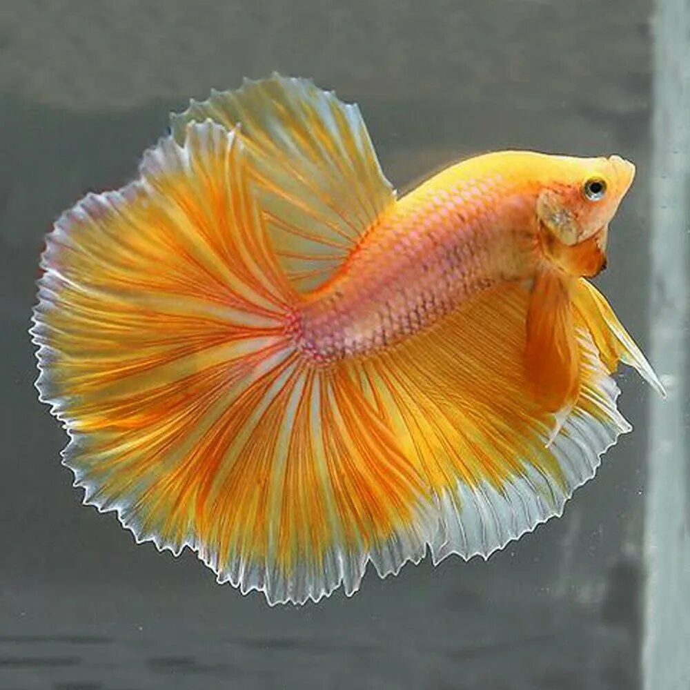 Золотые петушки рыбки. Петушок халфмун золотой. Золотой петушок рыбка. Золотые петушки рыбки. Золотые петушки рыбки.