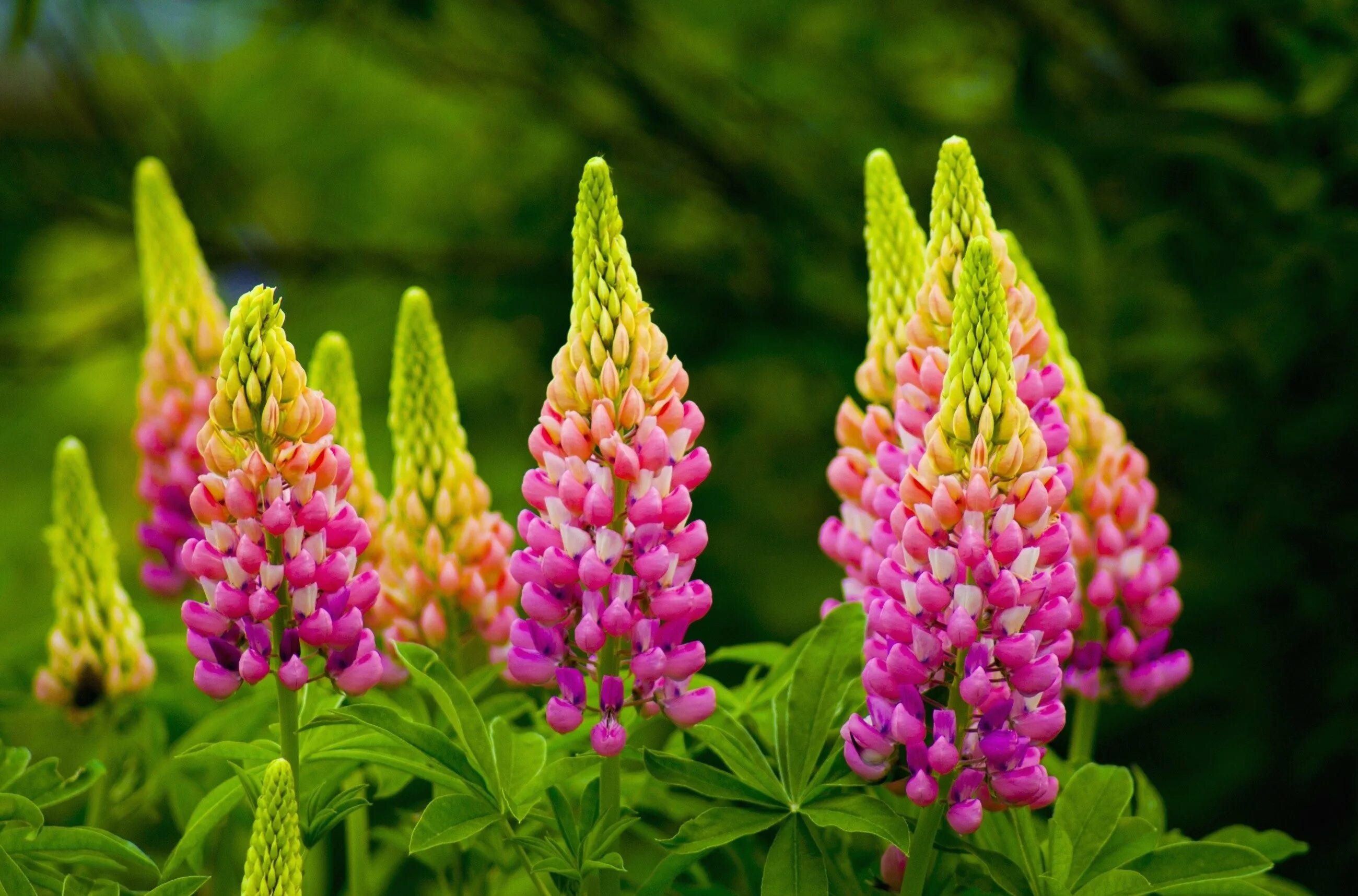 Люпин Russell Hybrids. Люпин (Lupinus). Люпин многолистный красный. Луговые люпины многолетние. Описание красивого растения