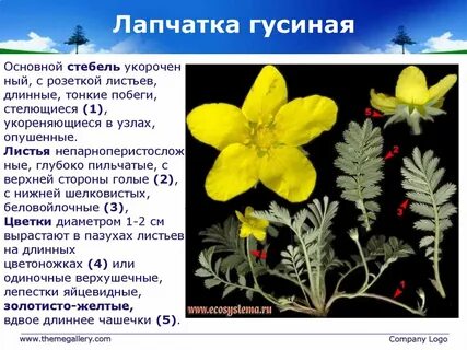 Гусиная лапка описание