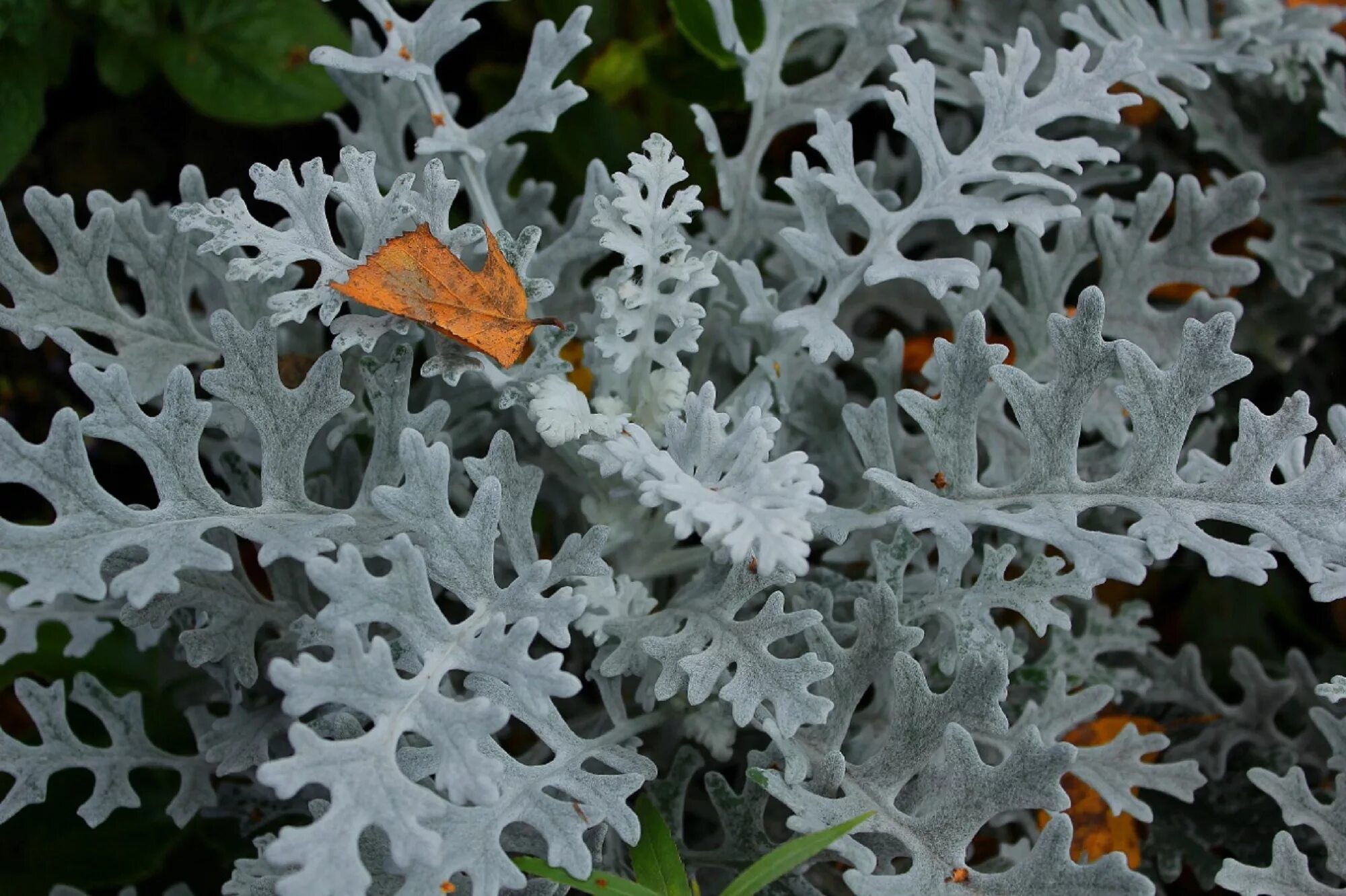 Цинерария(крестовник) серебряная. Цинерария Приморская (Senecio cineraria). Цинерария Приморская Сильвер даст. Цинерария Приморская серебристая.