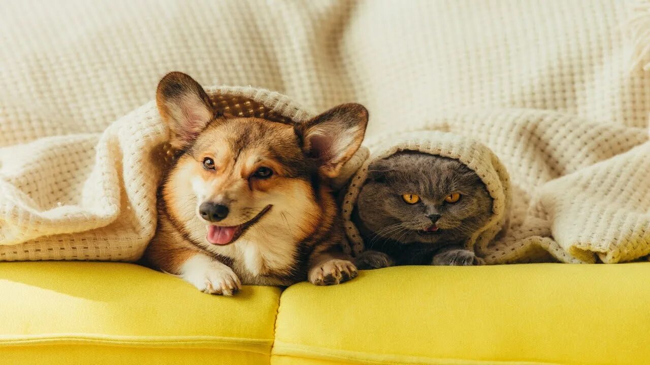 Собакам и котам можно