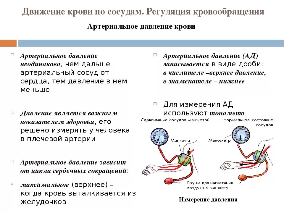 Движение крови по сосудам регуляция кровоснабжения. Движение крови по сосудам 8 класс. Движение крови по сосудам давление крови. Причины движения крови по сосудам. Где расположен центр регуляции кровяного давления