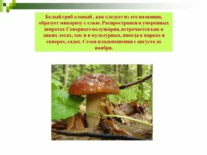 Грибы образующие микоризу