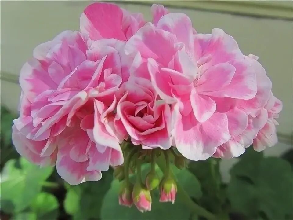 Gardina Sakız Sardunya Fidesi Katmerli ( Sarkan Sardunya Pelargonium Peltatum ) 
