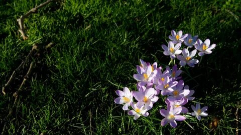 Flowers grasses