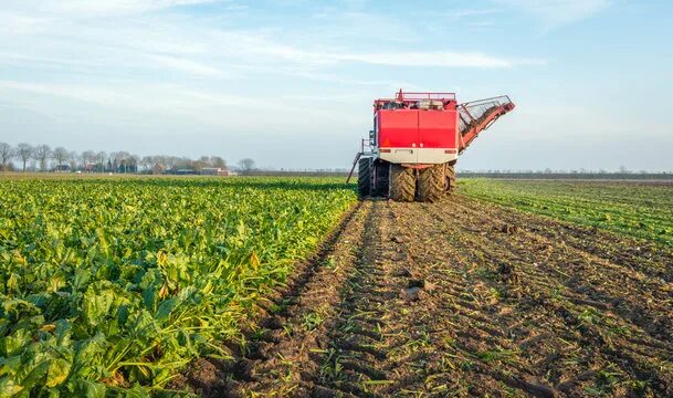 Поле свеклы фото Sugar Beet Crop Изображения: просматривайте стоковые фотографии, векторные изобр