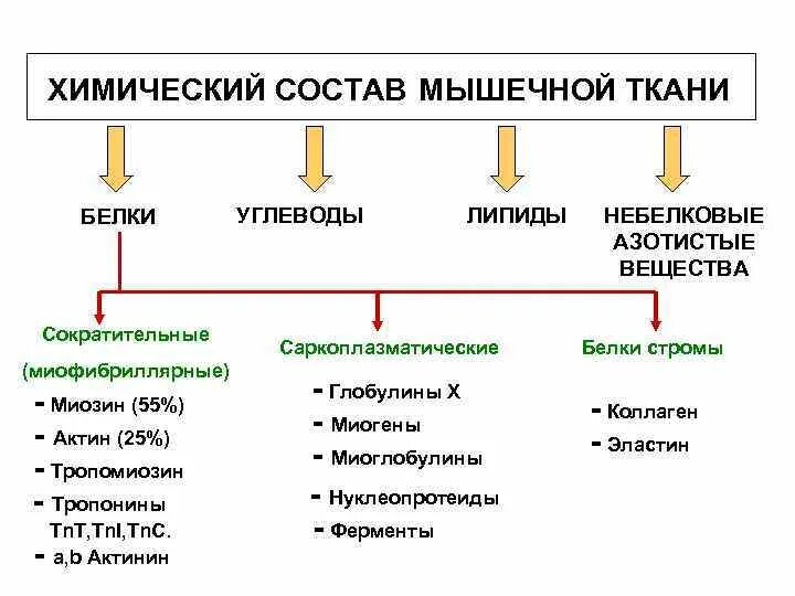 В состав мышцы входит. Химический состав мышечной ткани. Белки мышечной ткани биохимия таблица. Химический состав мышечной ткани белки мышечной ткани. Химический состав мышечной ткани биохимия.