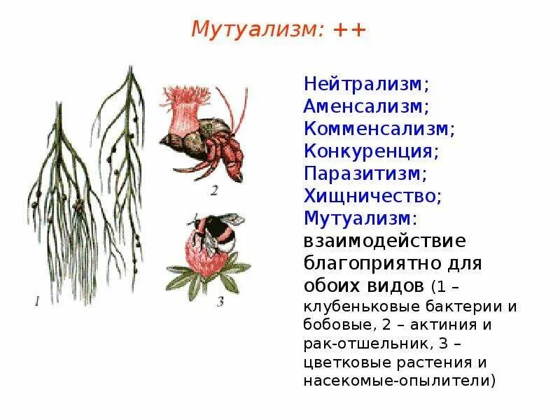 Примерами мутуализма являются