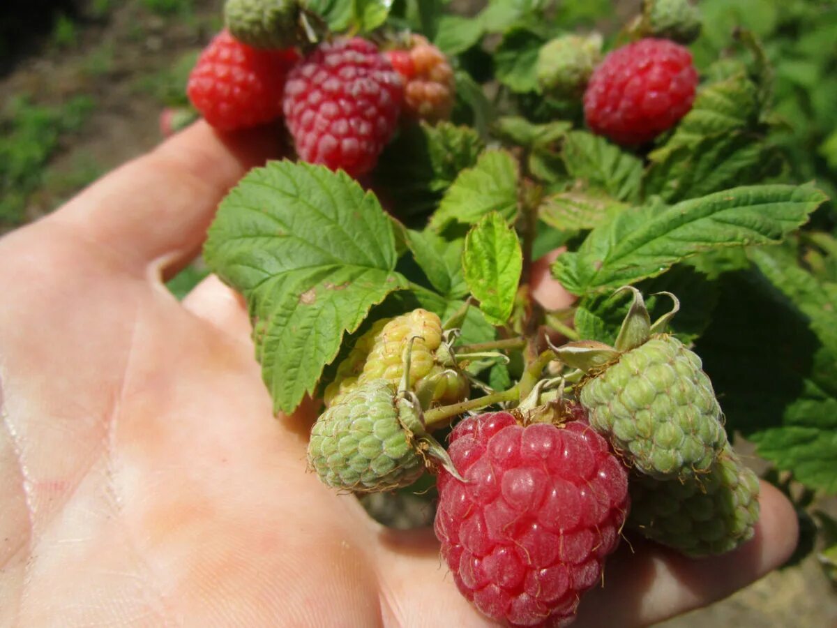 Малина лазаревская. Малина rubus idaeus. Черная малина блэк джевел. Малина сорт бальзам. Малина ремонтантная химбо топ.