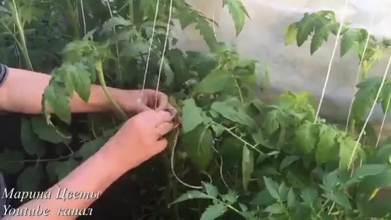 Как подвязать помидоры в теплице шпагатом правильно. Подвязать помидоры в теплице. подвязка помидор в теплице. помидор бычье сердце подвязка. подвязка помидор в теплице из поликарбоната.