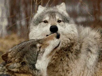 Wolf me