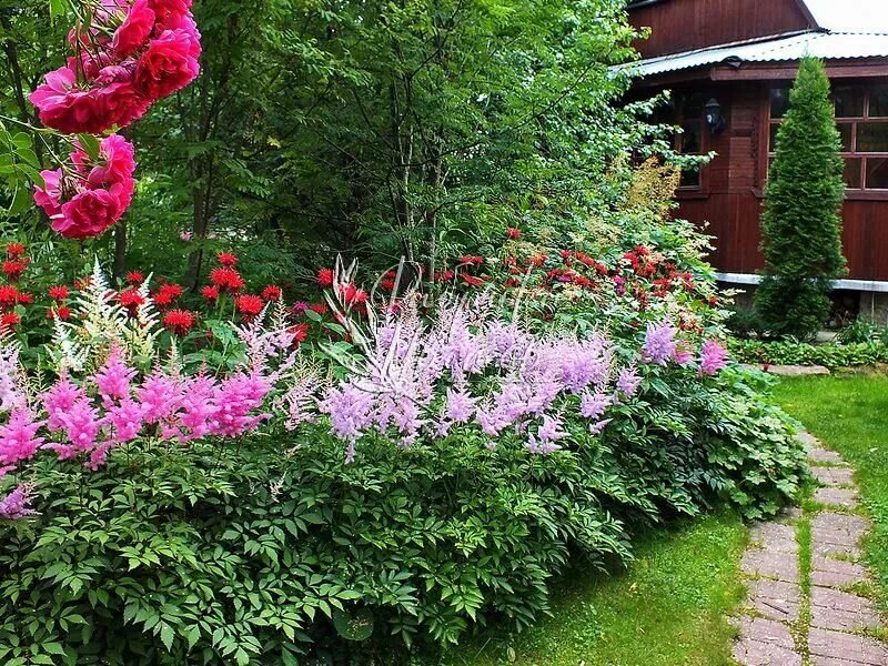 Astilbes and Hostas in a shady border. Outdoor landscaping, Shade garden, Homest