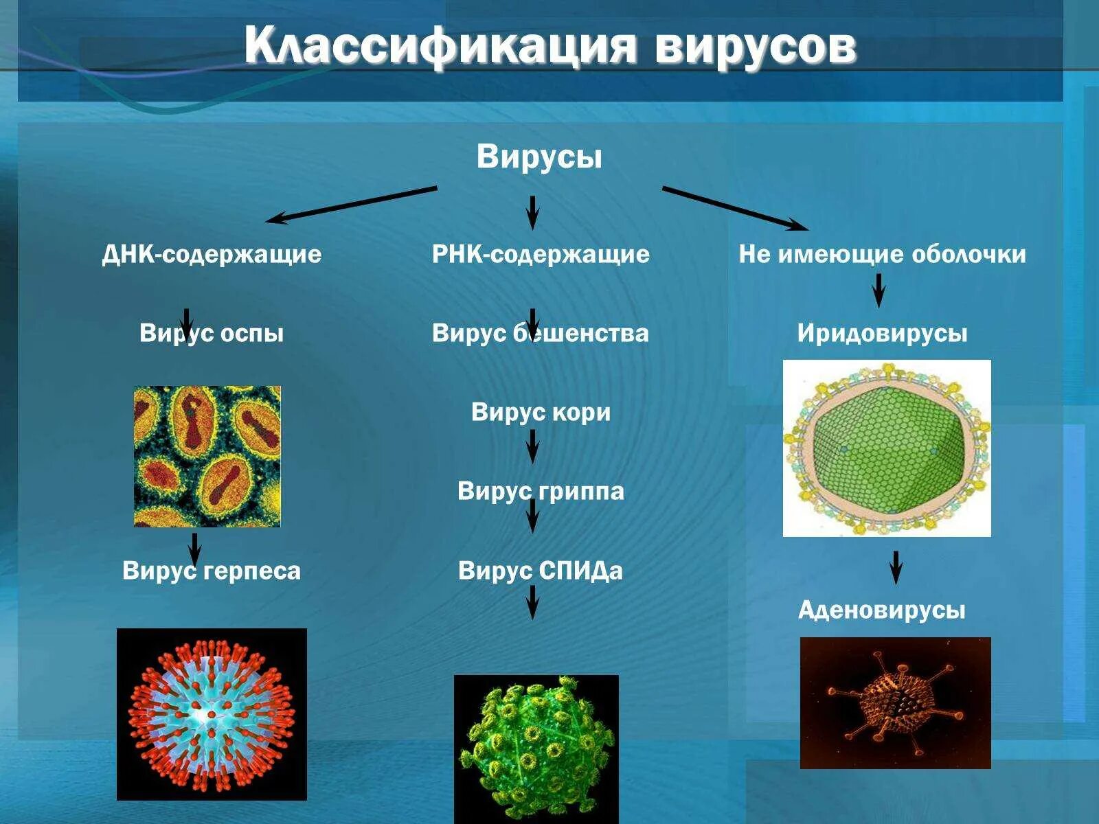 Представители вирусов 5 класс биология. Типы вирусов биология. Представители царства вирусов 5 класс биология. Царство вирусов 5 класс биология. Типы строения вирусов.